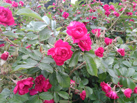 450x338  243 KB. Big one: 4160x3120  4157 KB