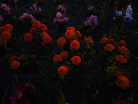 450x338  124 KB. Big one: 4160x3120  1776 KB