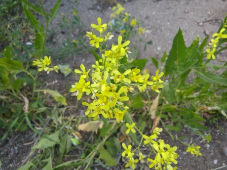 448x336  78 KB. Big one: 3264x2448  2866 KB