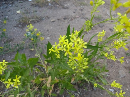 448x336  81 KB. Big one: 3264x2448  2870 KB