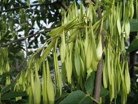 450x338  55 KB. Big one: 3264x2448  1454 KB