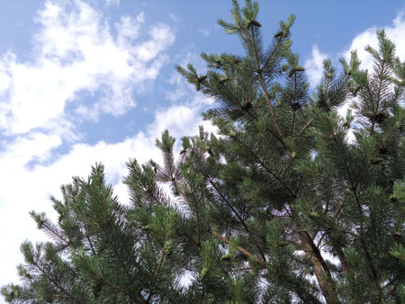 450x338  56 KB. Big one: 3264x2448  2100 KB