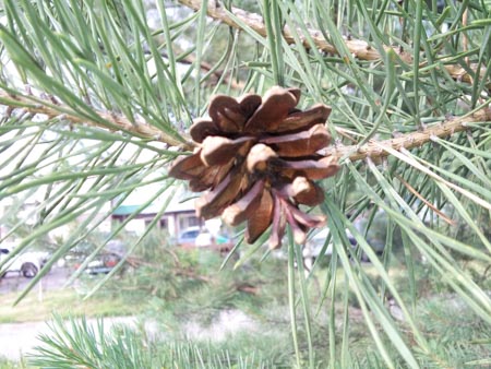 450x338  52 KB. Big one: 3264x2448  1577 KB