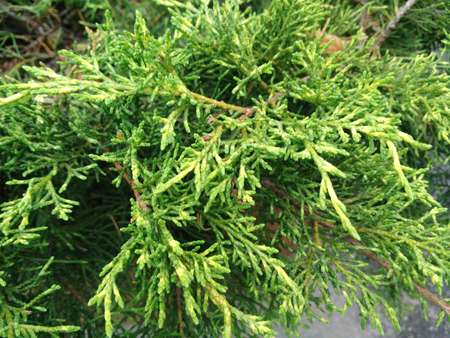 450x338  278 KB. Big one: 4160x3120  6570 KB