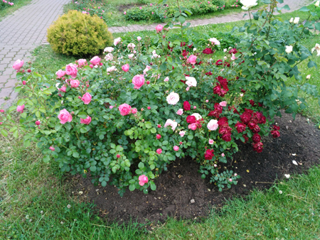 450x338  280 KB. Big one: 4160x3120  8300 KB