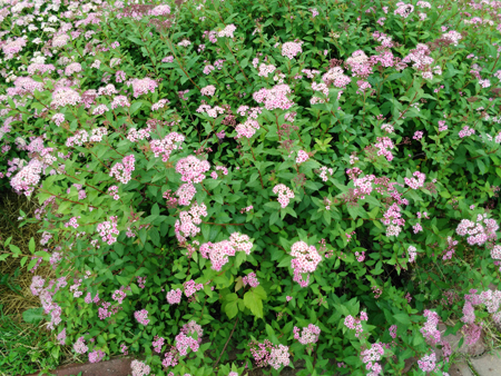 450x338  314 KB. Big one: 4160x3120  8510 KB