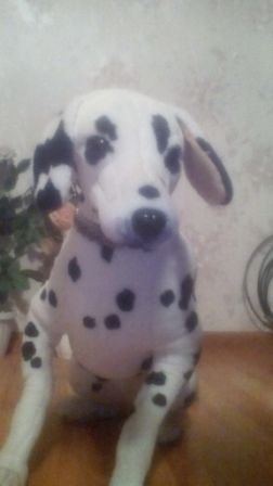 252x448  20 KB. Big one: 1152x2048  278 KB