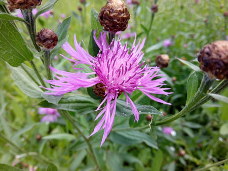 450x338  53 KB. Big one: 4608x3456  2896 KB