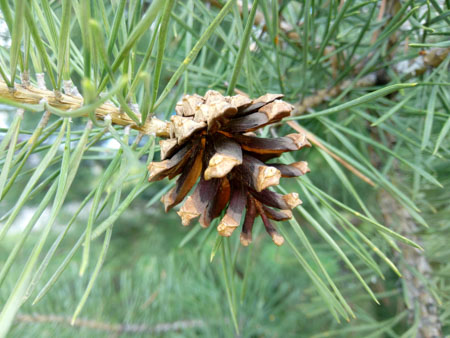 450x338  53 KB. Big one: 4608x3456  3060 KB