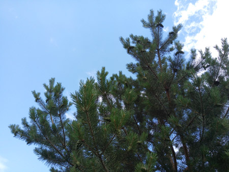 450x338  56 KB. Big one: 4608x3456  3526 KB