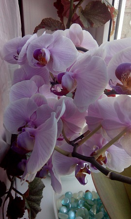 270x450  104 KB. Big one: 2160x3600  1116 KB