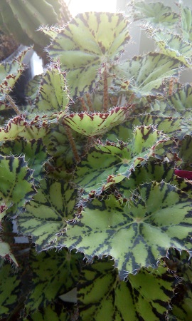 270x450  120 KB. Big one: 2160x3600  1429 KB