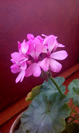 270x450  95 KB. Big one: 2160x3600  1602 KB