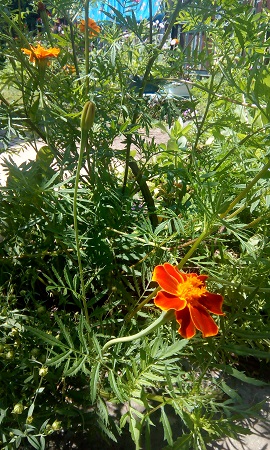 270x450  158 KB. Big one: 2160x3600  2564 KB