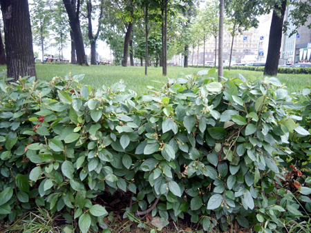 450x338  266 KB. Big one: 4096x3072  2483 KB