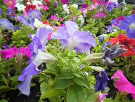 450x338  212 KB. Big one: 4096x3072  1452 KB