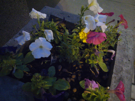 450x338  208 KB. Big one: 4096x3072  2361 KB