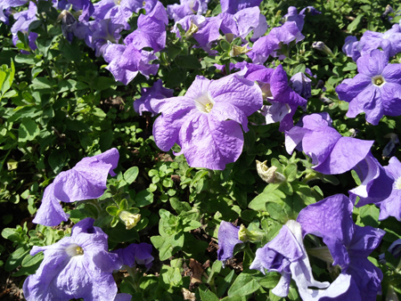 450x338  251 KB. Big one: 4160x3120  5099 KB