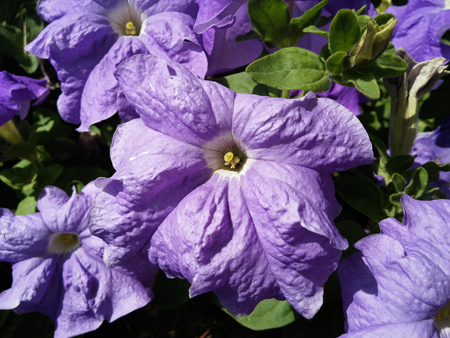 450x338  190 KB. Big one: 4160x3120  4568 KB