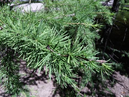 450x338  241 KB. Big one: 4160x3120  5463 KB