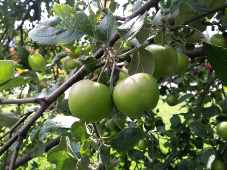 450x338  218 KB. Big one: 4160x3120  4631 KB