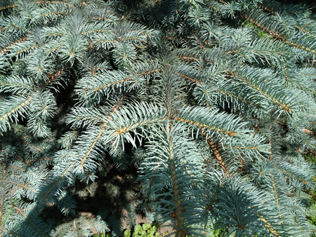 450x338  286 KB. Big one: 4160x3120  8498 KB