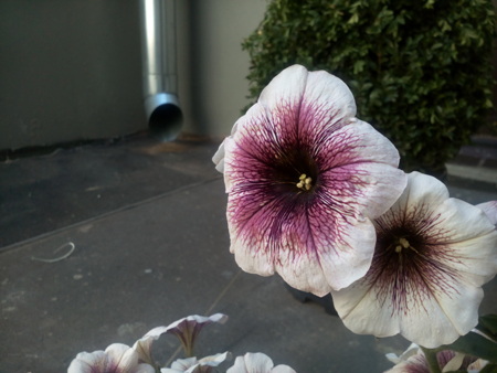 450x338  108 KB. Big one: 4160x3120  2312 KB