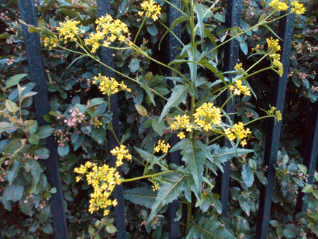 450x338  256 KB. Big one: 4160x3120  5535 KB