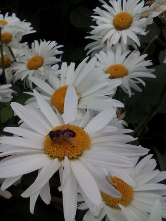 337x450  103 KB. Big one: 2448x3264  1219 KB