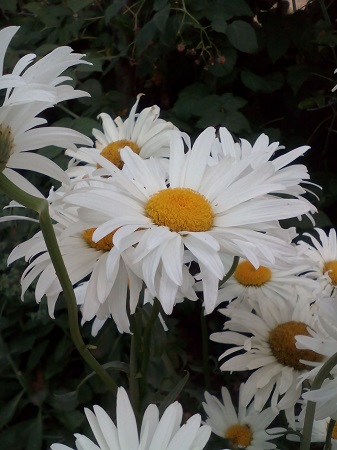 337x450  109 KB. Big one: 2448x3264  1269 KB