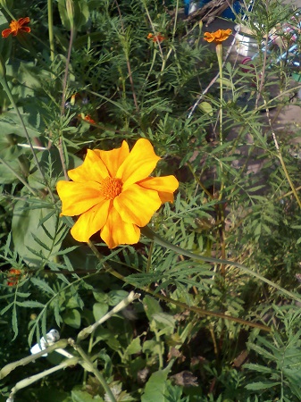 337x450  147 KB. Big one: 2448x3264  2116 KB