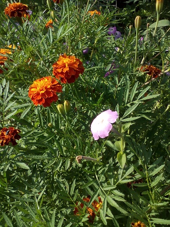 337x450  169 KB. Big one: 2448x3264  2961 KB