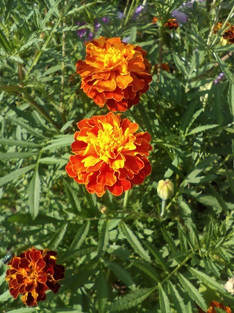 337x450  149 KB. Big one: 2448x3264  2078 KB