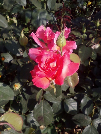 337x450  122 KB. Big one: 2448x3264  1568 KB