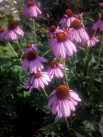 337x450  137 KB. Big one: 3072x4096  2448 KB