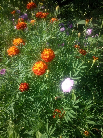 337x450  166 KB. Big one: 3072x4096  3656 KB