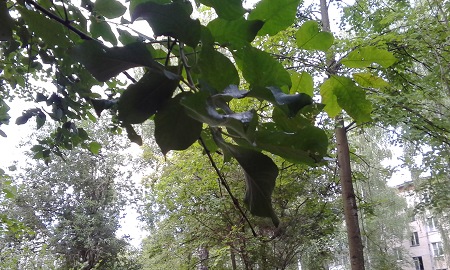 450x270  77 KB. Big one: 2880x1728  1326 KB