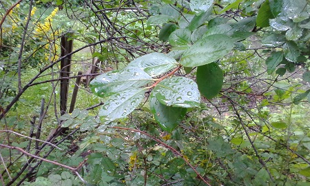 450x270  83 KB. Big one: 2880x1728  1451 KB