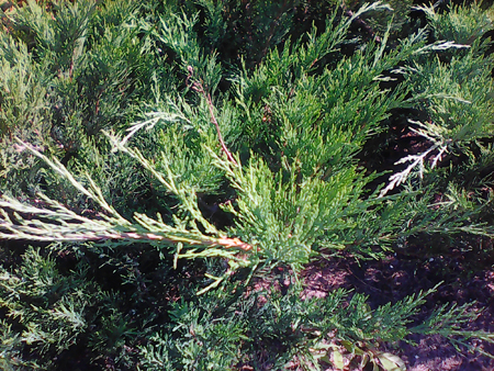 450x338  315 KB. Big one: 2048x1536  2116 KB