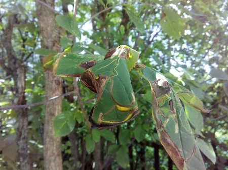 450x337  66 KB. Big one: 4160x3120  3517 KB