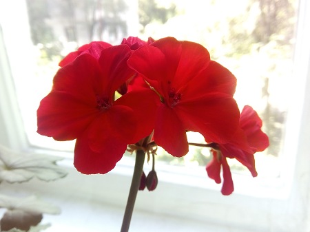 450x337  33 KB. Big one: 4160x3120  2024 KB