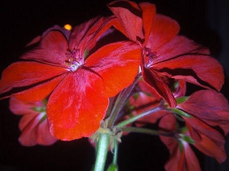 450x337  44 KB. Big one: 4160x3120  2969 KB