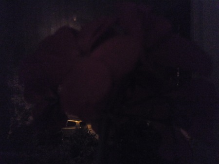 450x337  23 KB. Big one: 4160x3120  1860 KB