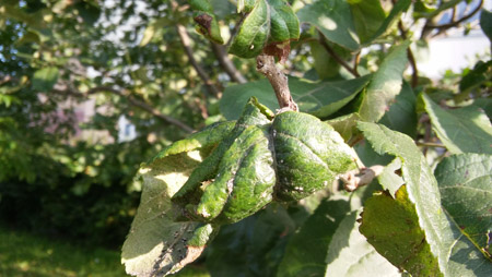 450x254  53 KB. Big one: 3264x1840  1059 KB