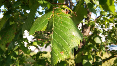 450x254  54 KB. Big one: 3264x1840  1102 KB