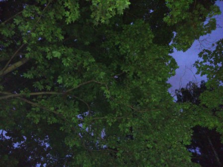 448x336  49 KB. Big one: 4160x3120  2854 KB