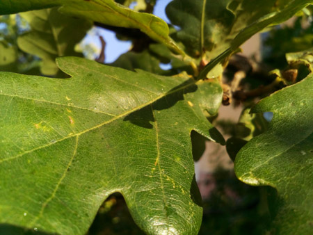 450x338  58 KB. Big one: 4160x3120  2010 KB