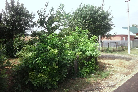 450x299  82 KB. Big one: 1600x1066  638 KB