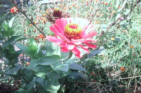 450x299  95 KB. Big one: 1600x1066  652 KB