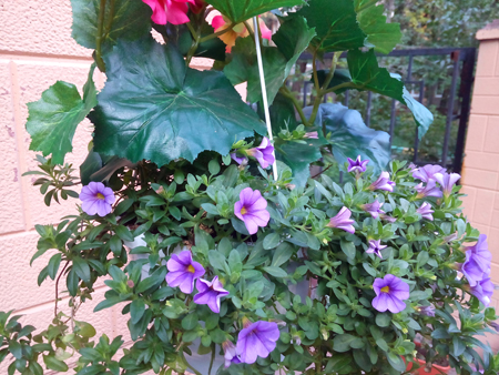 450x338  227 KB. Big one: 3264x2448  3340 KB